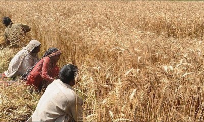 Telangana to protest against Centre's paddy procurement policy today