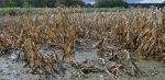 बेमौसम बारिश और ओलावृष्टि के चलते 100 लाख टन रबी फसलों को नुकसान