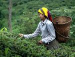 बंगाल में भी अब उगेगी गुणवत्ता वाली चाय