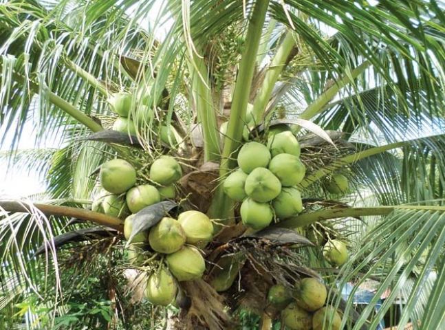 नारियल उत्पादन में कमी, दिखेगा भाव पर असर