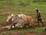 किसानो ने की 4% ब्याज पर पांच लाख रूपए कृषि ऋण की मांग
