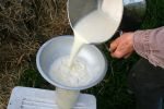 केरल ने किया हॉलैंड से जैविक दूध का उत्पादन करने के लिए समझौता