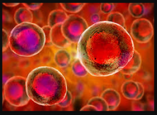 Stem Cell is a good career option, know about its graph