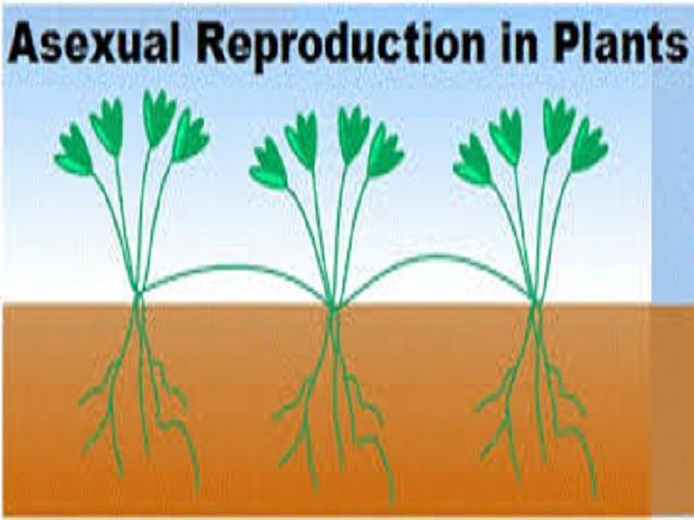जरा आप भी तो जाने :पौधों में अलैंगिक प्रजनन क्या है और यह किन विधियों से होता है?