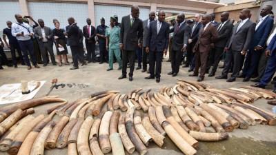 Nigeria seizes record $54 million in pangolin parts and elephant tusks