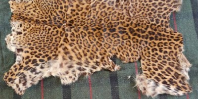 Special Task Force seizes two leopard skins; two arrested
