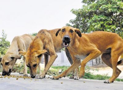 A six-year-old boy killed by stray dogs in Bhopal