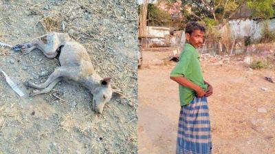 Chennai man beats a dog to death, arrested