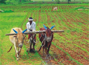 नोट बंदी: सरकार ने किसानों को दी बड़ी राहत