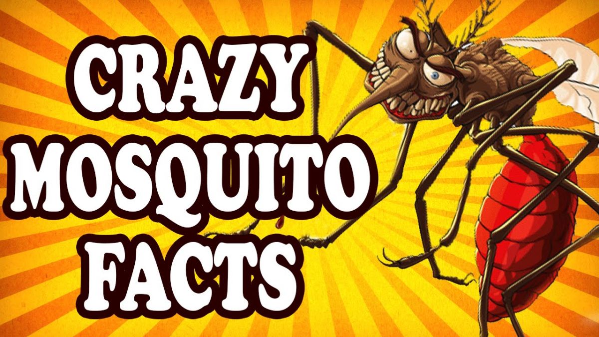 Crazy things. Crazy Mosquito.