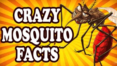 Amazing Facts: Fascinating Facts about Mosquitoes