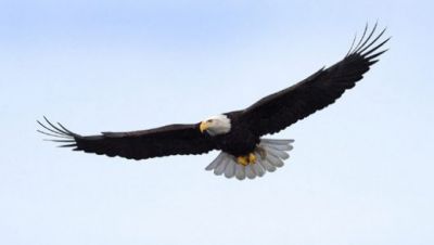 Amazing Facts: Awesome facts about Eagle