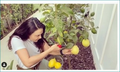 Preity Zinta shows off her kitchen garden in new photo