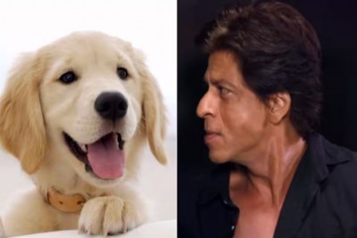 'बस कुत्ते भी मेरी फिल्म पसंद करने लग जाएं', आखिर क्यों शाहरुख खान ने किया ऐसा ट्वीट?