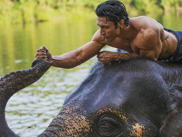 Junglee box office collection: Vidyut Jammwal starrer stays strong at BO