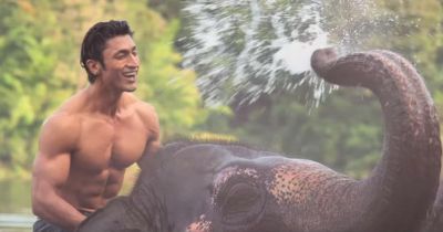 Junglee box office collection : Vidyut Jammwal’s film witness growth on Day 2