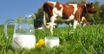 जाने क्या है गाय और भैंस के दूध में अंतर