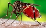 ऐसे बचाए अपनों चहेतों को डेंगू के मच्छरों से
