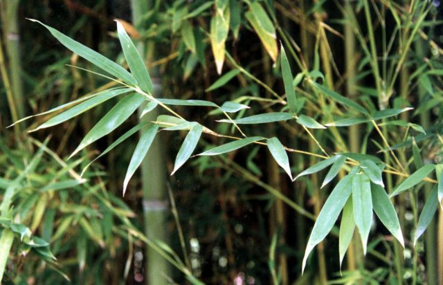 Bamboo Leaves 5807756486ba6 