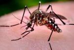 मच्छरों की मौजूदगी ‘डेंगू’ की दस्तक