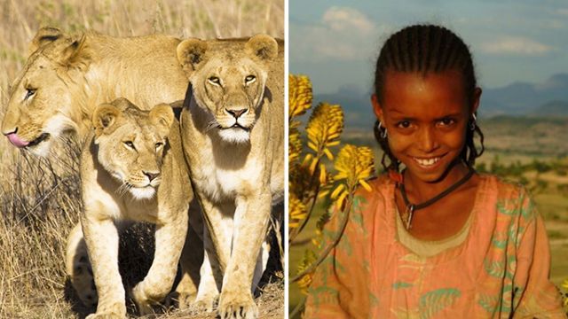 OMG..Three lions saved 12 year old girl !