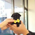 Watch this funny and cute video of 'pug wearing bow'