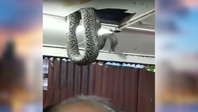 Snake entered from Restaurant ceiling, when people were enjoying their meal!!