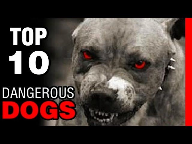 Beware These Are The Top 10 Dangerous Dogs In The World Newstrack