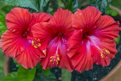 How to Harness the Skin Benefits of Hibiscus Flower: Usage Tips