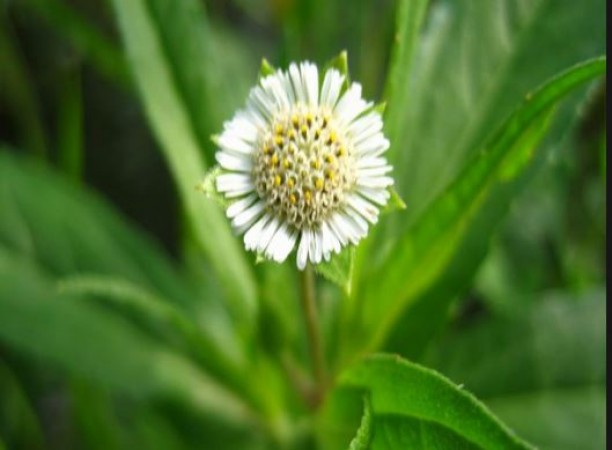 ये सफ़ेद फूल वाला पौधा है रामबाण औषधि, बालों को कुछ ही दिनों में कर देगा घना और मोटा