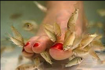 Keep these things in mind while getting fish pedicure