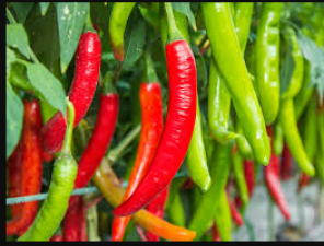 Green chillies help to get glowing skin, know its benefits