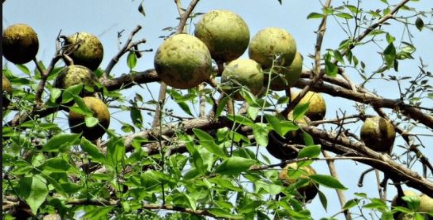 If you have diabetes, then start drinking decoction prepared from Aegle marmelos, know other benefits