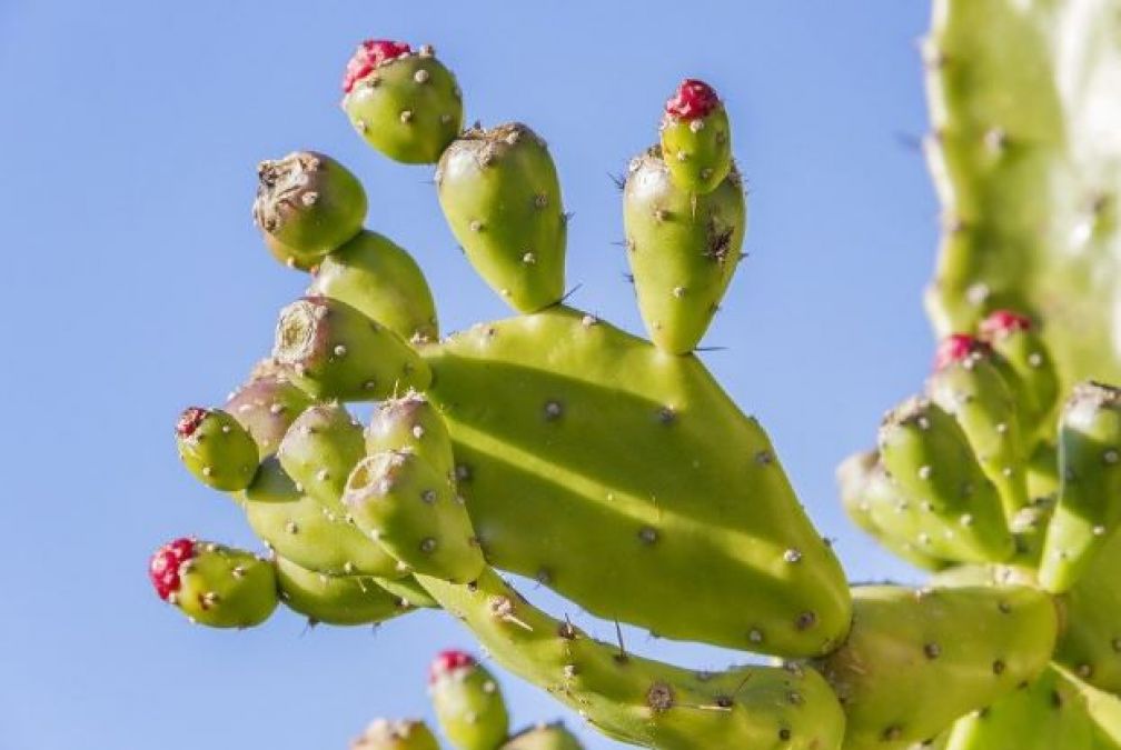 Cactus can help you in avoiding many diseases
