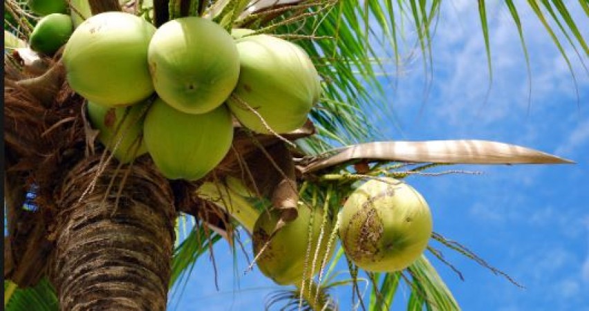रात में सोने से पहले खा लें नारियल का एक टुकड़ा, मिलेंगे चौकाने वाले फायदे