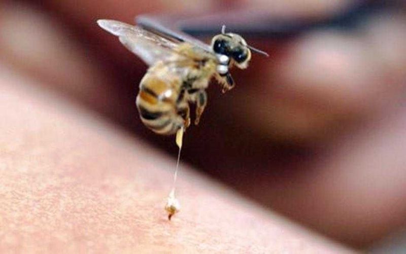 मधुमक्खी के काटने पर करें ये उपाय