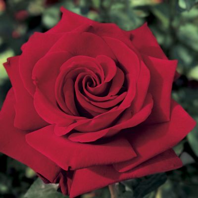 प्यार के इजहार के साथ ही स्वास्थ के लिए भी इतना लाभदायक है 'गुलाब'