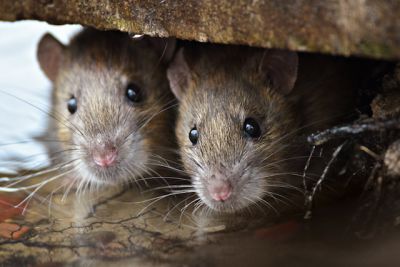 चूहों ने मचाया है घर में आतंक, तो अपनाएं ये तरीके