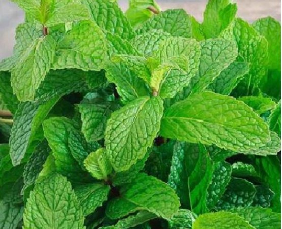 stomach-problem-happens-in-summer-so-consume-mint-in-this-way