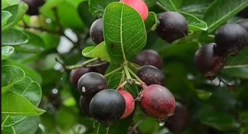 Cranberry should be eaten daily, weight decreases rapidly