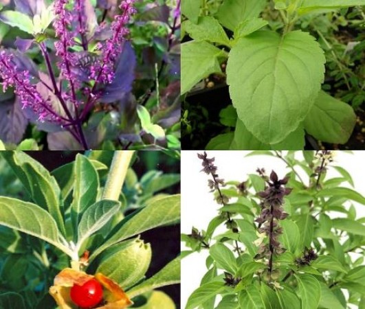 There are not just 1 but 4 types of basil find out which one is