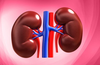 Three Harmful Kidney Impactors You Should Quit Today