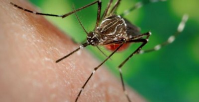 तेजी से फ़ैल रहा है डेंगू, जानिए लक्षण और कैसे करें बचाव