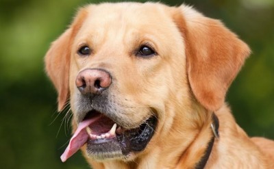 Immediate Action After a Dog Bite Can Prevent Disease