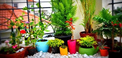 आपके घर को फ्रेश और प्रदुषण मुक्त रखते हैं ये पौधे