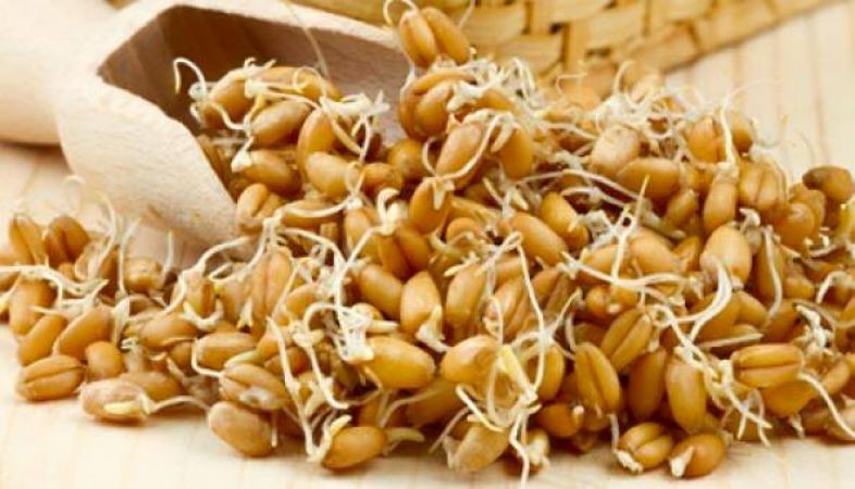Eating sprouted garlic has many benefits, know you too
