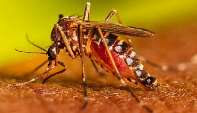 बारिश के साथ बढ़ रहा है डेंगू का खतरा, यहाँ जानिए लक्षण और उपचार