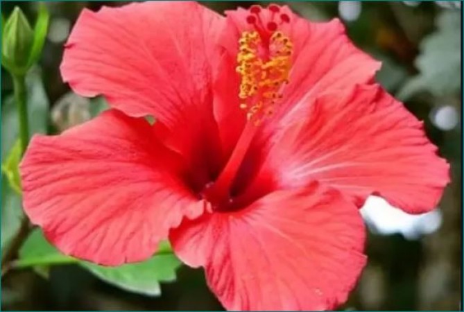 Use Hibiscus Flower To Get Red Hair Newstrack English 1