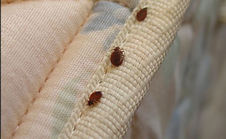 If bed bugs are hidden in the bed, then follow these 2 most effective ...