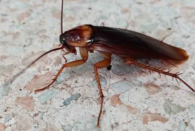 Troubled by Cockroaches at Home? Get Rid of Them with These Tricks
